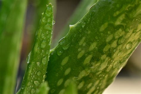 蘆薈種植|在家種植蘆薈的指南：如何輕鬆種植蘆薈並享受其美容和健康益處。